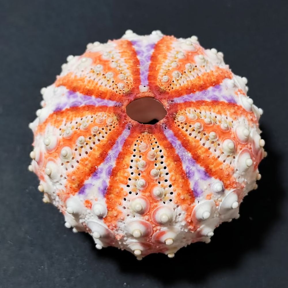 Marine Aquarium - Artesanía de erizo de mar para