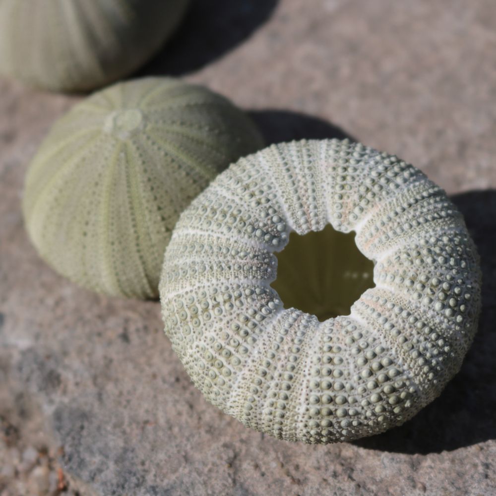 Artesanía de erizo de mar para - Marine Aquarium reseña y precio